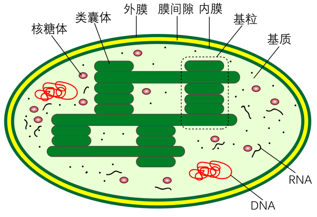 糊涂蛋_糊涂间谍天才蛋_鸽子生二蛋一蛋好还是二蛋好