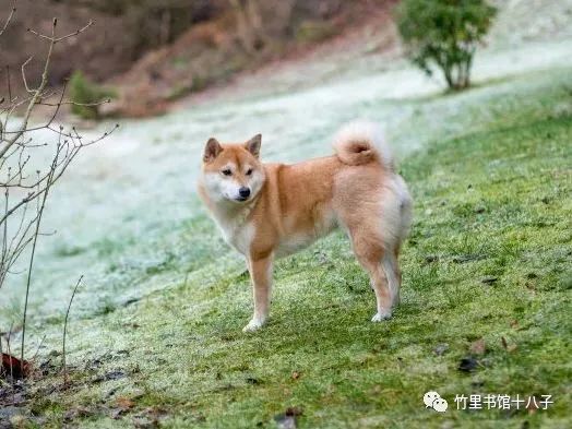 d丿慢摇単人胱衣舞_酒吧慢摇视频人跳_摇人啥意思