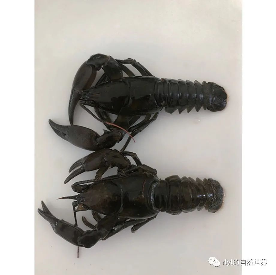 蝲蛄豆腐_蝲蛄_蝲蛄虾